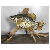 2 - Crappies Fish Mounts on Drift Wood