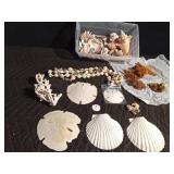 Sand Dollars, coral, starfish, and shells