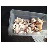 Sand Dollars, coral, starfish, and shells