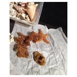 Sand Dollars, coral, starfish, and shells
