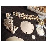 Sand Dollars, coral, starfish, and shells