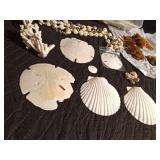 Sand Dollars, coral, starfish, and shells