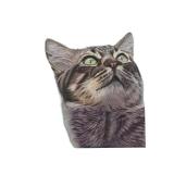 Framed Origial Artwork of Cat Portrait