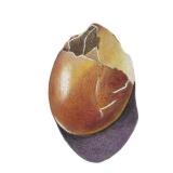 Original Artwork of Egg and Eggshell