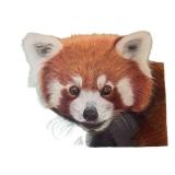 Original Artwork of Red Panda Portrait