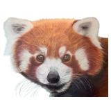 Original Artwork of Red Panda Portrait