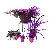 Potted House Plants Including Succulents & Cacti