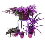 Potted House Plants Including Succulents & Cacti