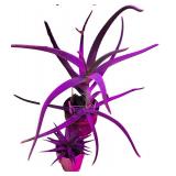 Potted House Plants Including Succulents & Cacti