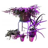 Potted House Plants Including Succulents & Cacti