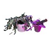 Potted House Plants Including Succulents & Cacti