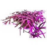 Potted House Plants Including Succulents & Cacti