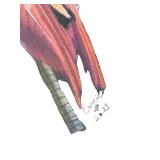 Original Flamingo Artwork - Framed