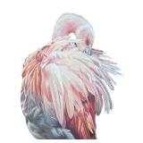 Original Flamingo Artwork - Framed