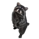 Original Raccoon Artwork Illustration