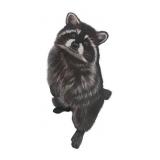 Original Raccoon Artwork Illustration