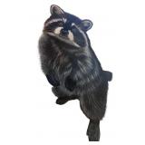 Original Raccoon Artwork Illustration