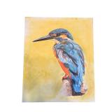 Kingfisher Bird Original Colored Pencil Artwork