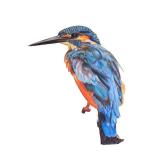 Kingfisher Bird Original Colored Pencil Artwork