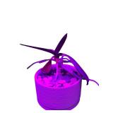 Set of 5 Potted Snake Plants and Succulents in Decorative Pots