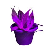 Set of 5 Potted Snake Plants and Succulents in Decorative Pots