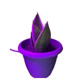 Set of 5 Potted Snake Plants and Succulents in Decorative Pots