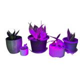 Set of 5 Potted Snake Plants and Succulents in Decorative Pots