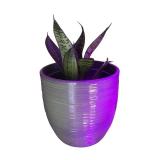 Set of 5 Potted Snake Plants and Succulents in Decorative Pots