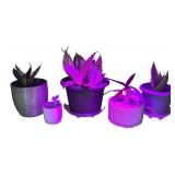 Set of 5 Potted Snake Plants and Succulents in Decorative Pots