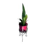 Snake Plant in Red Pot with Decorative Metal Stand