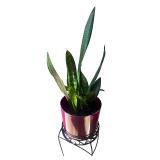 Snake Plant in Red Pot with Decorative Metal Stand