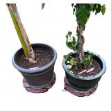 Live Potted Banana and Hibiscus Plants