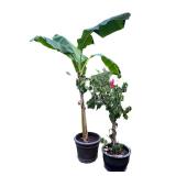 Live Potted Banana and Hibiscus Plants