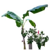 Live Potted Banana and Hibiscus Plants