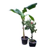 Live Potted Banana and Hibiscus Plants