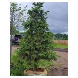 Norway Spruce 6', Ball & Burlap