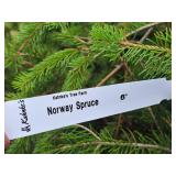 Norway Spruce 6