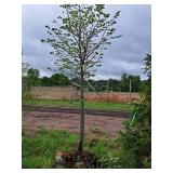 Boulevard Linden Tilia Americana 2.5" caliper, Ball & Burlap SKU#7144