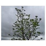 Boulevard Linden Tilia Americana 2.5" caliper, Ball & Burlap SKU#7144