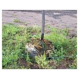 Boulevard Linden Tilia Americana 2.5" caliper, Ball & Burlap SKU#7144