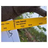 Boulevard Linden Tilia Americana 2.5" caliper, Ball & Burlap SKU#7144