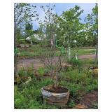 Serviceberry Clump, Autumn Brilliance 6