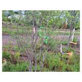 Serviceberry Clump, Autumn Brilliance 6