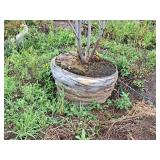 Serviceberry Clump, Autumn Brilliance 6