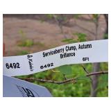 Serviceberry Clump, Autumn Brilliance 6