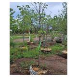 Lilac, Ivory Silk Japanese Tree 1.5" caliper, Ball & Burlap SKU#1781