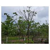 Lilac, Ivory Silk Japanese Tree 1.5" caliper, Ball & Burlap SKU#1781