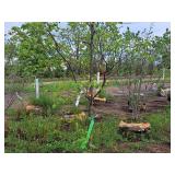 Lilac, Ivory Silk Japanese Tree 1.5" caliper, Ball & Burlap SKU#1781