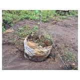 Lilac, Ivory Silk Japanese Tree 1.5" caliper, Ball & Burlap SKU#1781