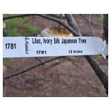 Lilac, Ivory Silk Japanese Tree 1.5" caliper, Ball & Burlap SKU#1781